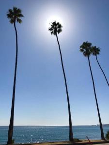 Palm Trees in Montecito