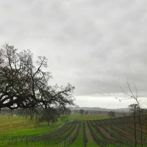 Trees near Dry Creek Road in Paso Robles