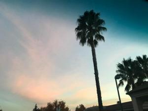Palms in Ojai
