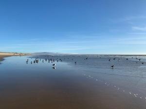 Pismo Beach Dunes