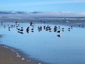 Pismo Beach Dunes