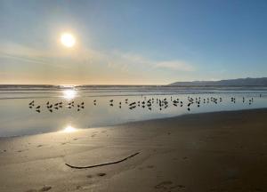 Pismo Beach Dunes